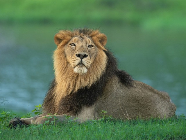 Understand Best Time To Visit Gir National Park For Wonderful Experience